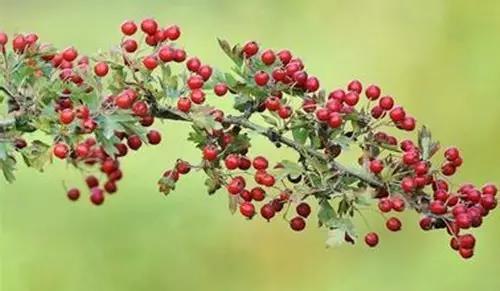 FB体育·(中国区)官方网站 -APP下载